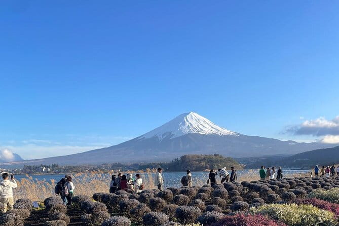 Mt. Fuji Cherry Blossom and Shibasakura Festival Tour - Experiencing the Shibasakura Festival