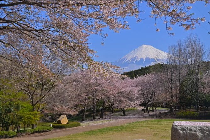 Mt. Fuji Cherry Blossom and Shibasakura Festival Tour - Transportation and Logistics