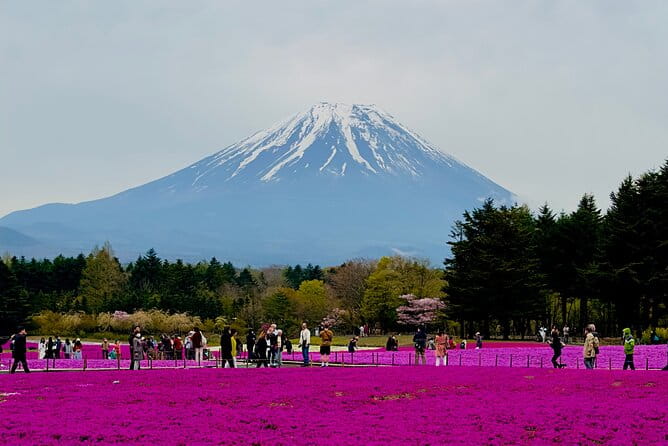 Mt. Fuji & Cherry Blossom Day Tour With English Speaking Driver - Key Points