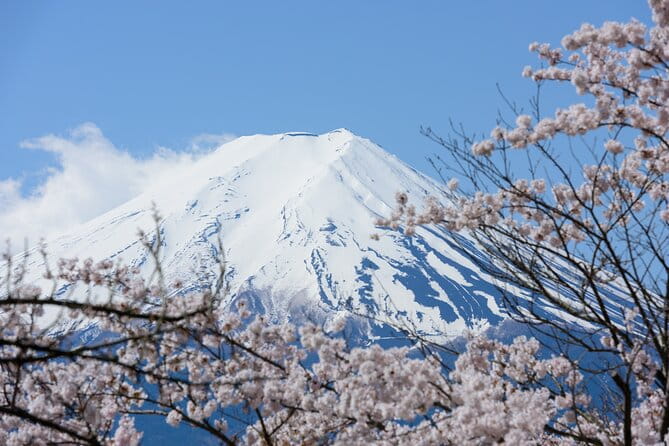Mt. Fuji Cherry Blossom One Day Tour From Tokyo - Itinerary