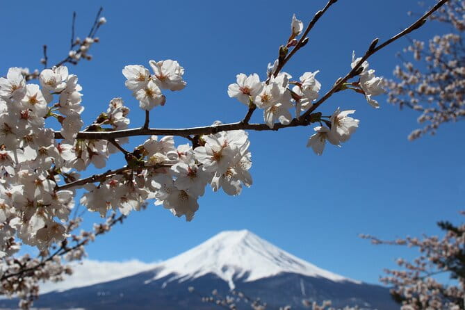 Mt. Fuji Cherry Blossom One Day Tour From Tokyo - What to Expect