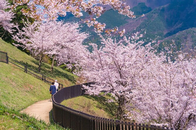Mt. Fuji Cherry Blossom One Day Tour From Tokyo - Inclusions