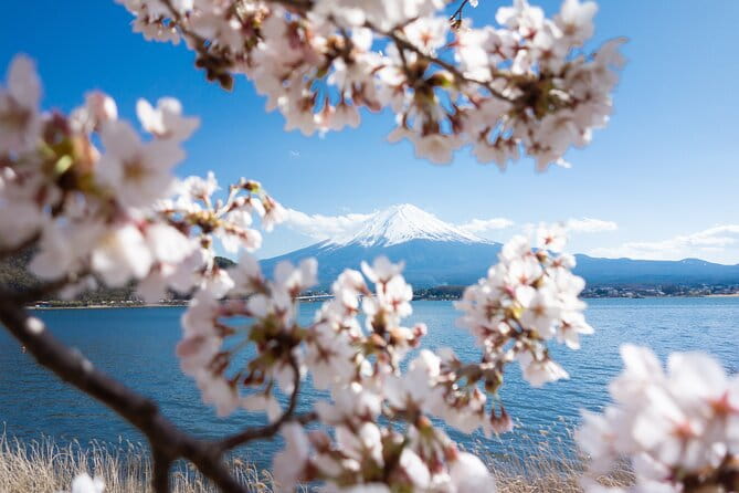 Mt. Fuji Cherry Blossom One Day Tour From Tokyo - Booking and Cancellation