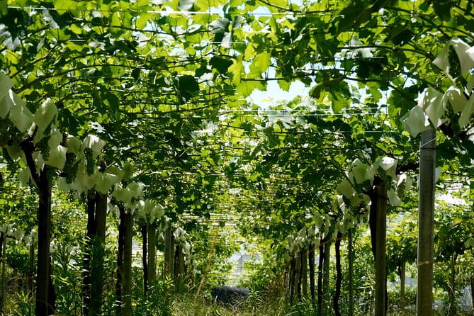 Mt. Fuji, Onsen (Tattoo Ok) & Japanese Sake, Wine & Whiskey Tour - Exploring Japanese Sake, Wine, and Whiskey