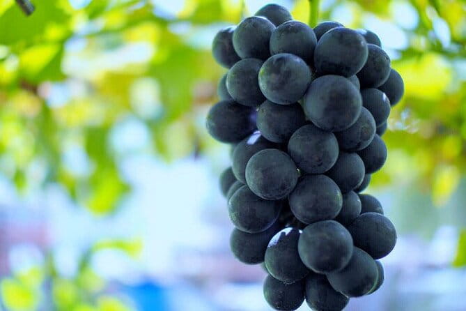 Mt Fuji, Panoramic Ropeway & Seasonal Fruits Picking - Seasonal Fruit Picking Experience