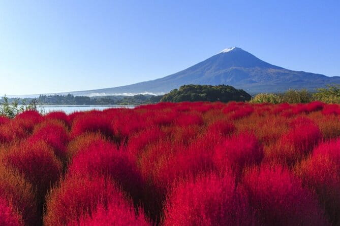 Mt Fuji, Panoramic Ropeway & Seasonal Fruits Picking - Transportation and Logistical Details