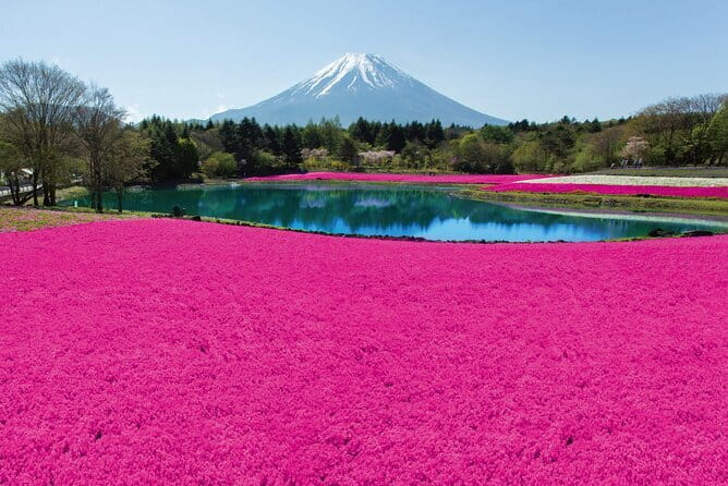 Mt. Fuji Shiba Sakura Festival and Hoto Noodle Making - Key Points
