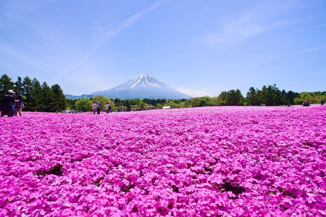 Mt. Fuji Shiba Sakura Festival and Hoto Noodle Making - Inclusions