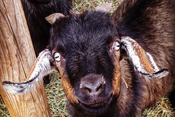 Mt Hood Day Trip From Portland to Multnomah Falls and Hood River - Scenic Stops Along the Way