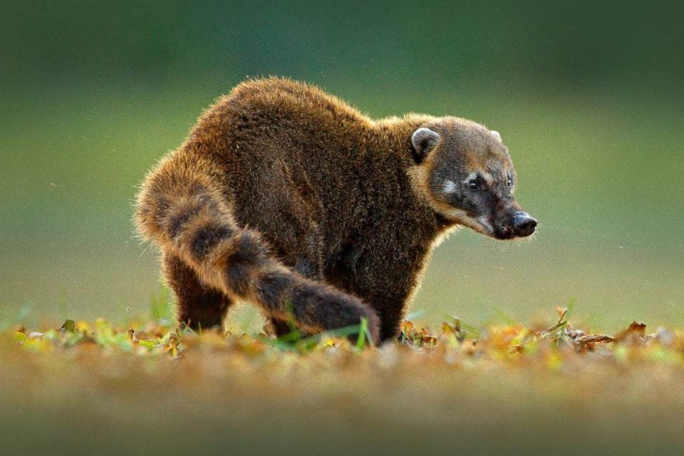 Mt. Lemmon Scenic Byway Self-Guided Audio Tour - Journey Through Time