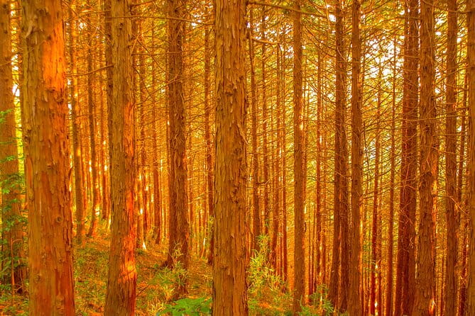 Mt.TAKAO Trekking 1 Day Tour - Memorable Moments