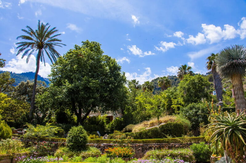 MUCBO | Jardí Botànic de Sóller - Balearic Museum of Natural Sciences - FAQ