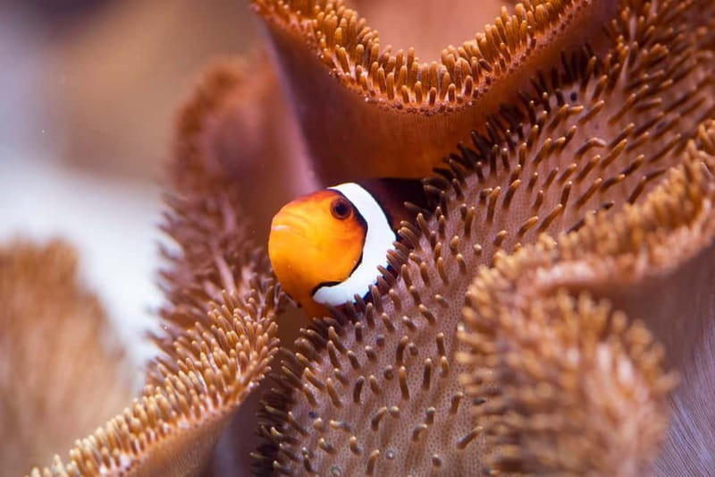 Munich: Day Ticket to Sea Life - Exploring Sea Life Munich: An Underwater Adventure in Olympiapark