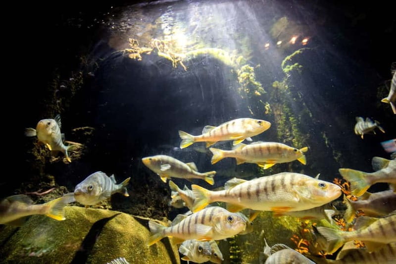 Munich: Day Ticket to Sea Life - FAQ