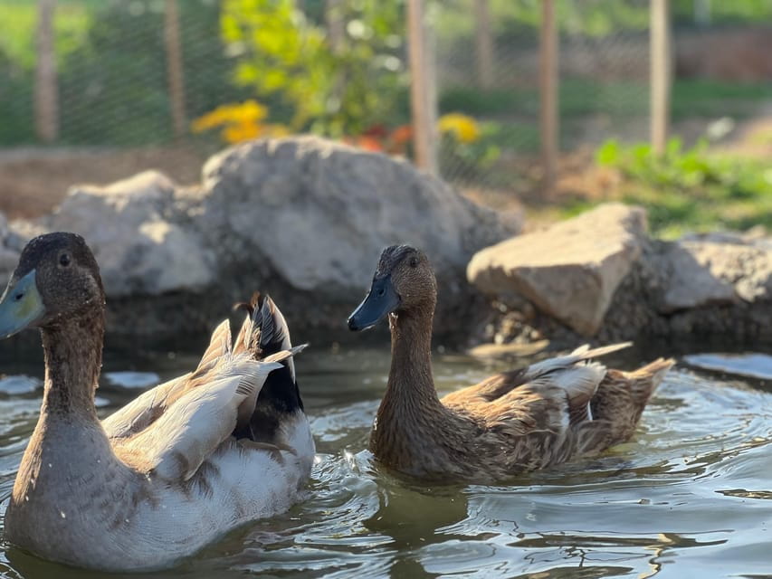 Murcia, Astronomy Night in Finca Astronomica - Astrophotography Opportunities