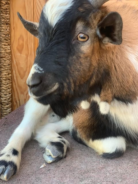 Murcia, Astronomy Night in Finca Astronomica - Fun Activities at the Finca