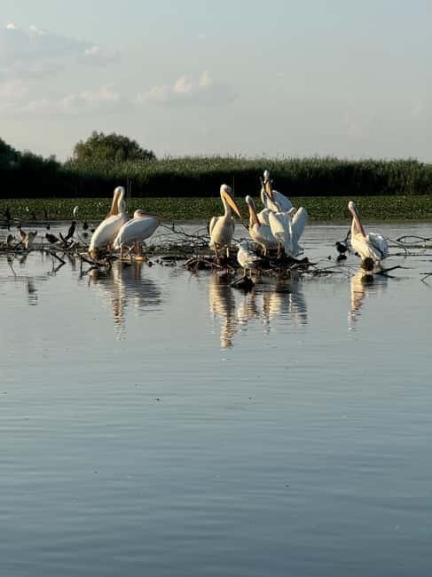 Murighiol: Danube Delta Water Lily Reserve Sunrise Boat Tour - Key Points / Takeaways