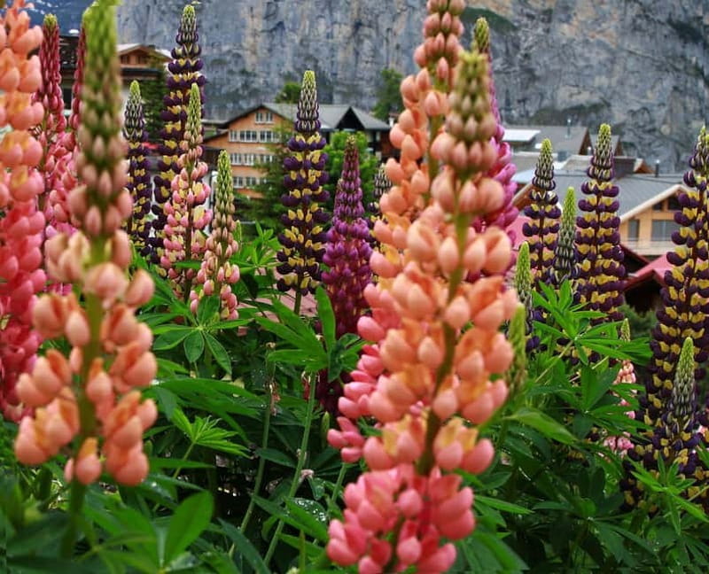 Murren - Private Guided Walking Tour - Final Thoughts: Who Will Love This Tour?