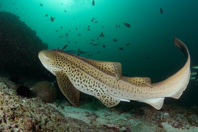 Muscat Scuba Diving Trip to Daymaniyat Islands - Key Points