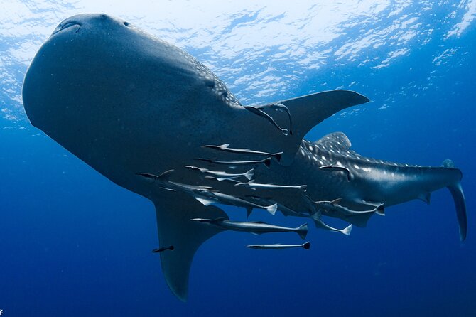 Muscat Scuba Diving Trip to Daymaniyat Islands - Activity End Point