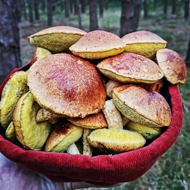 Mushroom picking in the forests near Riga - A Deep Dive into the Mushroom Picking Experience