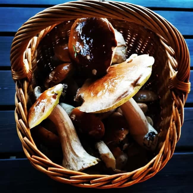 Mushroom picking in the forests near Riga - Who Should Consider This Tour?