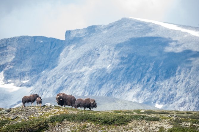 Musk Ox Safari in Dovrefjell National Park From Oppdal - Musk Ox in Dovrefjell