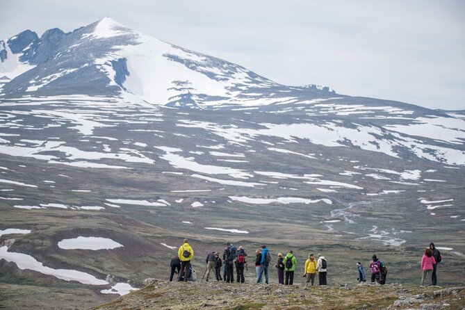 Musk Ox Safari in Dovrefjell National Park From Oppdal - Spectacular Scenery and Flora