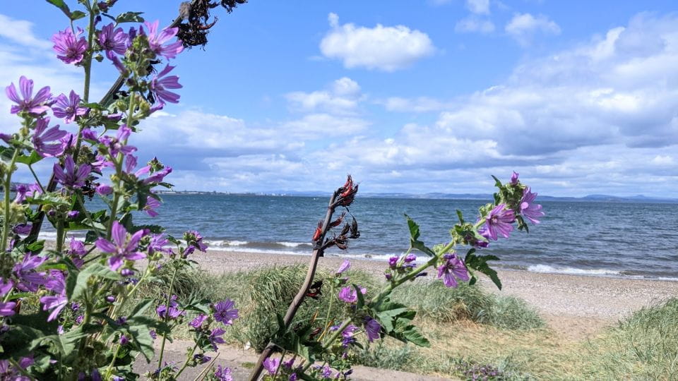 Musselburgh: Self-Guided Discovery Walk - Starting Your Self-Guided Adventure