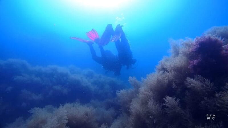 My first scuba dive in the Ocean from Madeira - Why This Experience Stands Out: An Honest Look at Madeira’s First Scuba Adventure