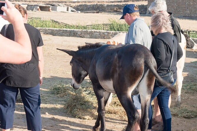 Mykonian Farm Entrance Ticket - Final Thoughts: A Genuine Slice of Mykonos