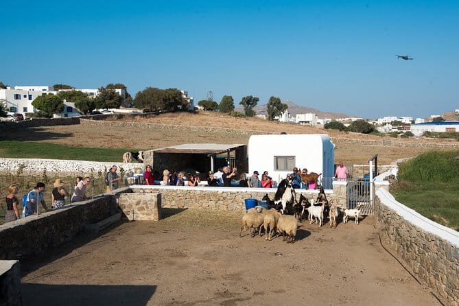 Mykonian Farm Experience - A Genuine Taste of Greece on a Mykonos Farm Tour