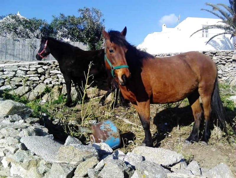 Mykonos Family Jeep Adventure: Farm, Winery and Beach Fun - Key points / Takeaways