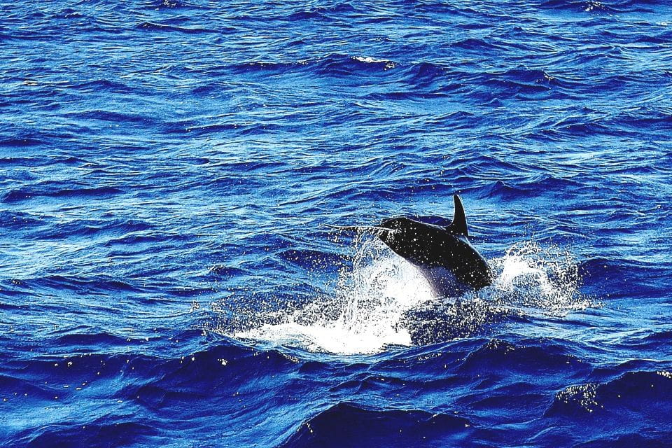 Mykonos: South Beaches & Rhenia Yacht Cruise With Transfers - Pickup and Embarkation