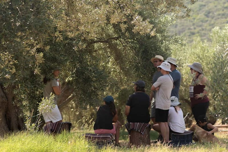 Nafplio: Olive Oil Estate Tour and Tasting - The Practical Aspects: What to Expect