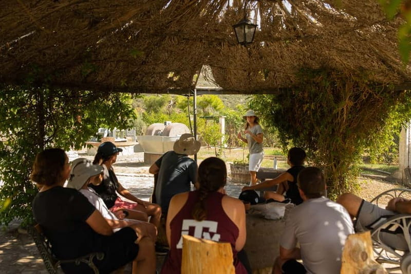 Nafplio: Olive Oil Estate Tour and Tasting - Who Will Love This Tour?