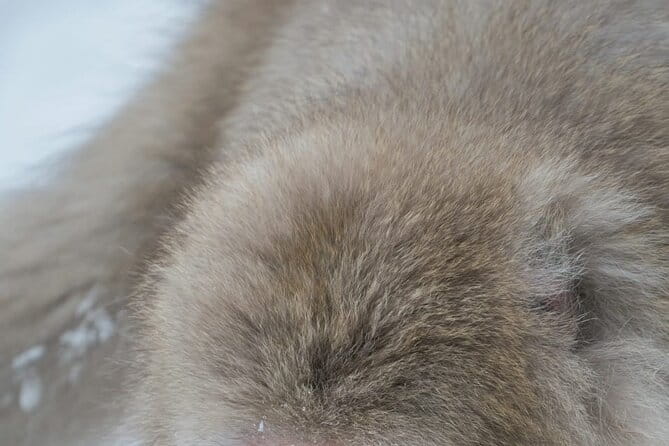 Nagano Private Tour With English Speaking Driver - Jigokudani Snow Monkey Park