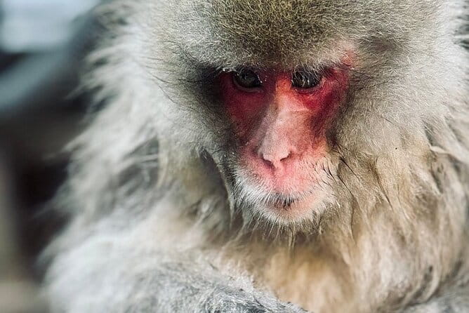 Nagano: Snow Monkey and Zenkoji Temple Free Sake Taste Day Tour - Inclusions and Fees