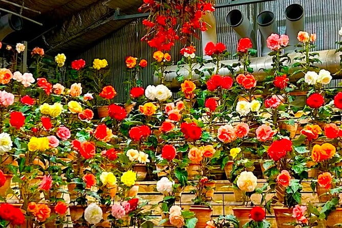 Nagashima Mitsu Outlet and Nabana No Sato Winter Illumination - Nagashima Mitsu Outlet