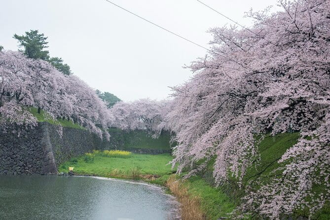 Nagoya Castle Cherry Blossom Festival and Tokugawaen Walking Tour - Tour Conditions and Participation