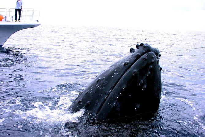 Naha: Kerama Islands Snorkeling Tour/Limited Time Whale Watching - Overall Sentiment