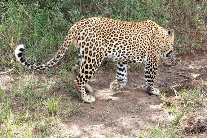 Nairobi Nat Park,Sheldrick Elephant Giraffe Centre&Karen Blixen - Booking and Logistics