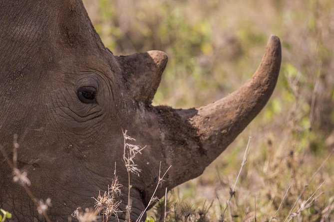 Nairobi National Park Day Tour - Reviews and Ratings