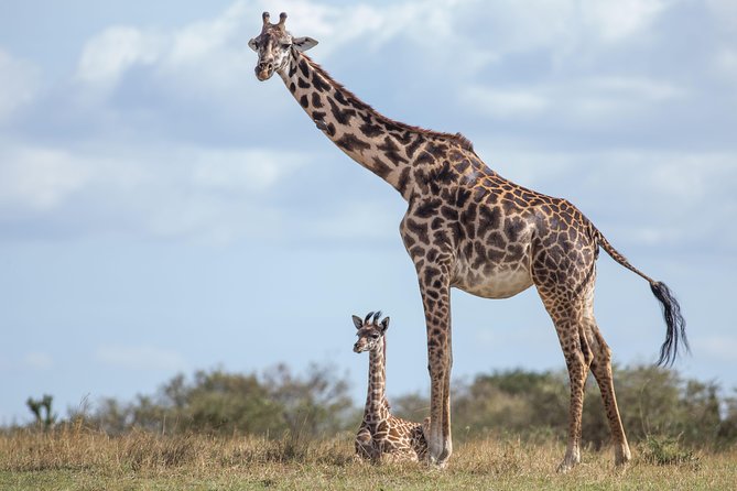 Nairobi National Park Day Tour - Wildlife Sighting Opportunities