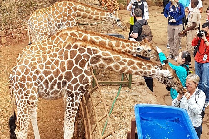 Nairobi National Park, Giraffe Center and Elephant Orphanage Day Tour From Nairobi - Pickup and Drop-off Details