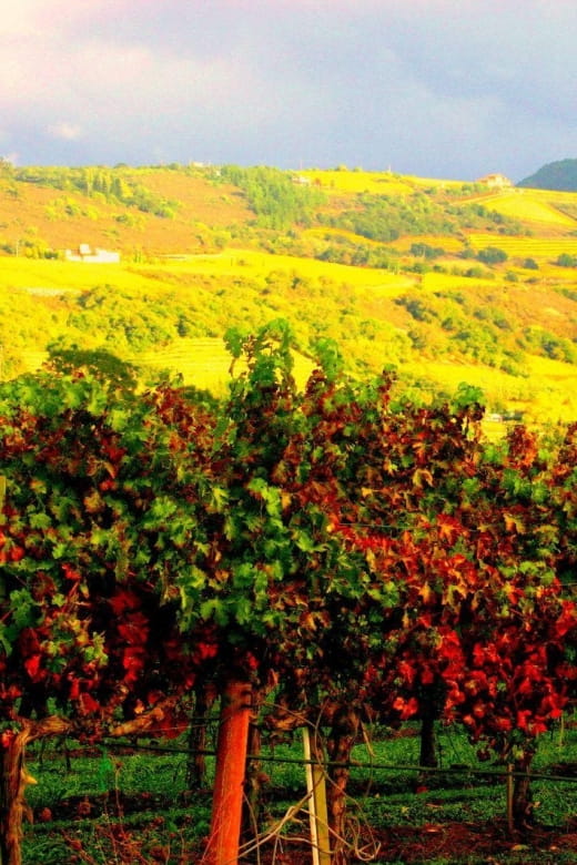 Napa & Sonoma Valley: Judgement of Paris Tour - Grgich Hills Estate Winemaking Legacy