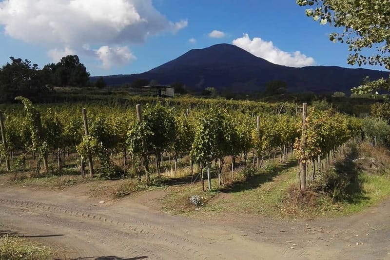 Naples: Pompeii Private Guided & Vesuvius Hiking Tour - Scenic Drive & Taste of Vesuvius’s Wines