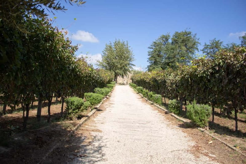 Naples Tuk Tuk Experience: Panoramas and Vineyards. - Visiting Cantine Astroni: From Vineyard to Glass