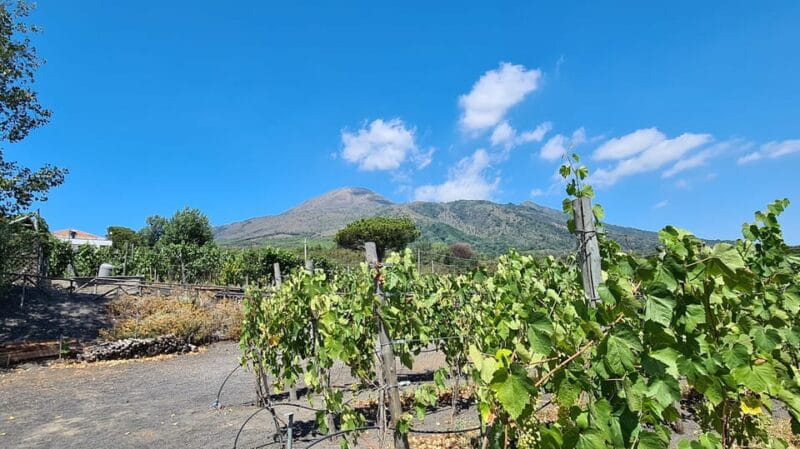 Naples: Vesuvius and Wine Tasting Experience - Key points / Takeaways