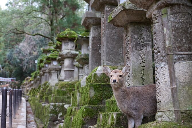 Nara: 1.5 Hour Private Kasuga Taisha Shrine Tour - World Heritage - Inclusions and Cancellation Policy
